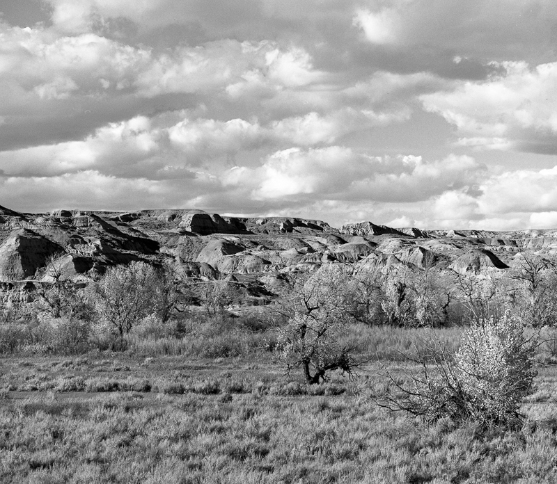 Court Smith Cottonwoods and Coulees
