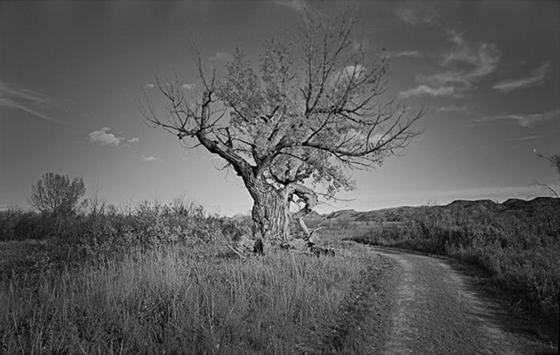 Fred Braakman Cottonwood