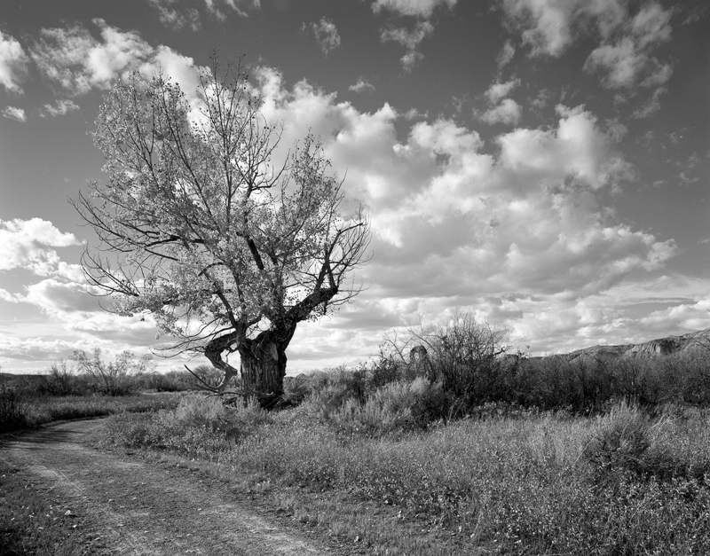Rob Pohl Cottonwood