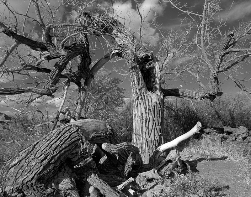 Rob Pohl Spirit Tree